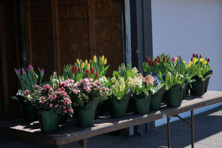 Martins Ferry Knights of Columbus Flower Sale in Bloom